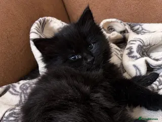 Maine Coon cats Stunning Main coon Kittens - Advert 6