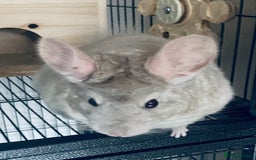 Chinchilla rodents for sale: Chinchilla with full set up - Image 3
