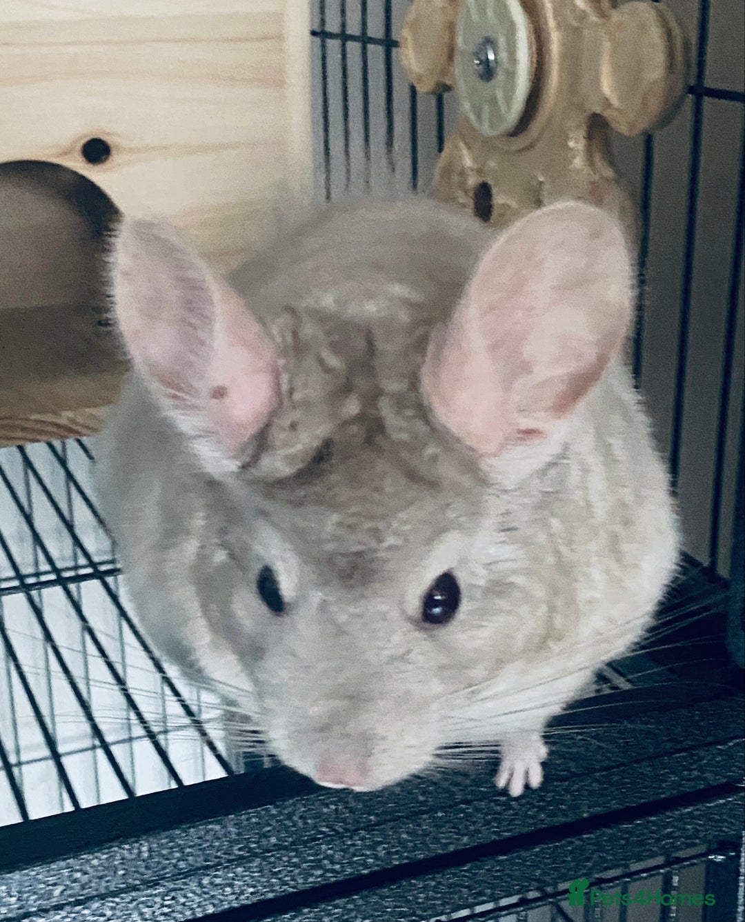 Chinchilla rodents for sale: Chinchilla with full set up - Image 3