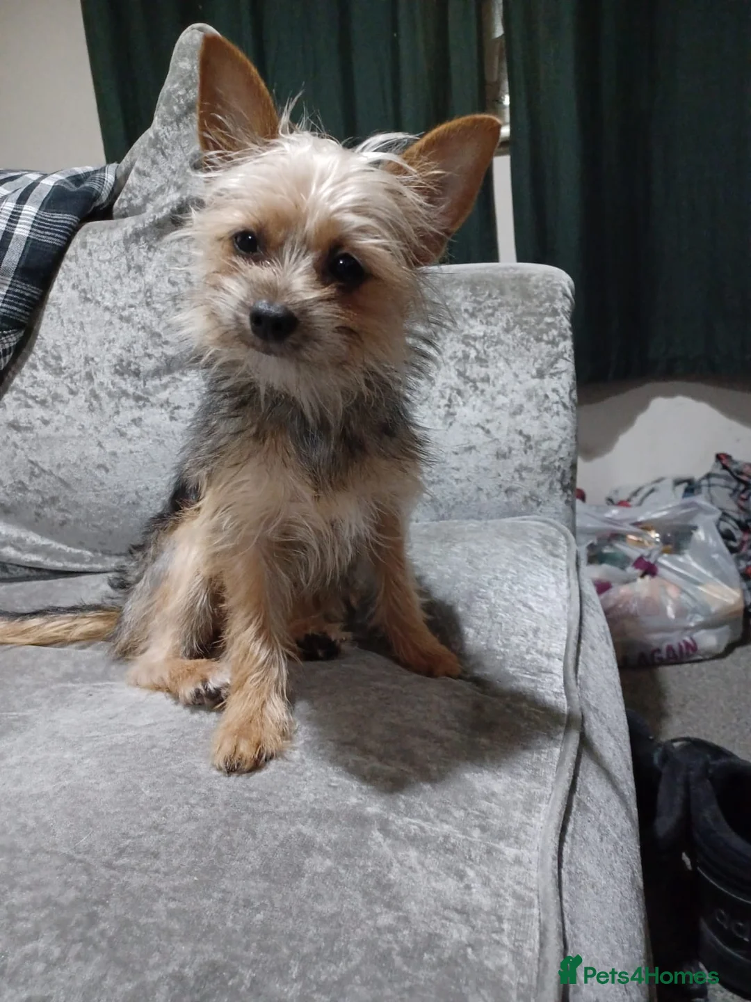 Chorkie dogs for sale: Chorkie - Advert 2