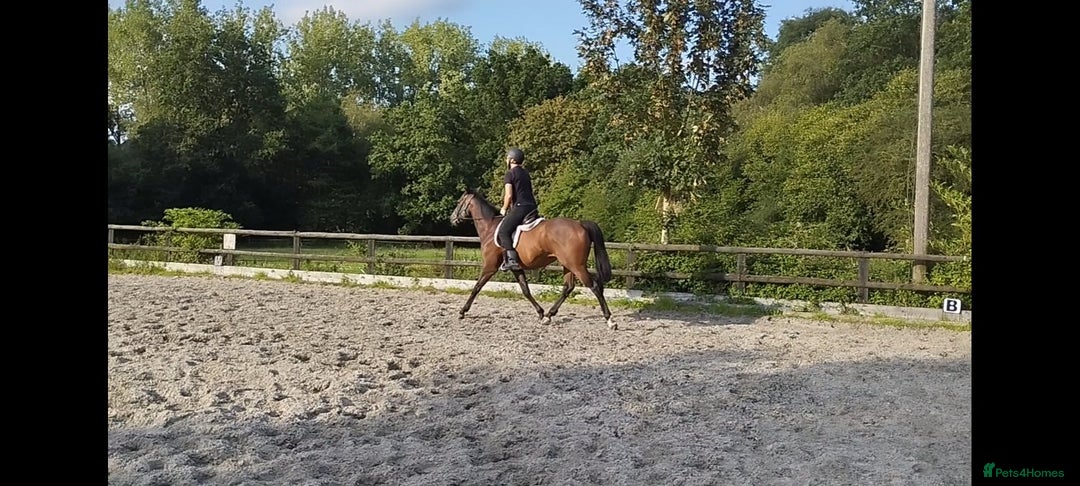 Irish Thoroughbred horses for sale: Bay gelding all rounder - Image 8