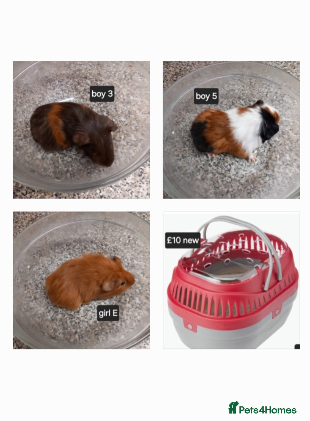 Guinea Pig rodents Baby guineapigs ready now  - Advert 12
