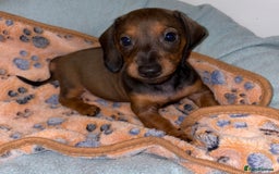 Miniature Dachshund dogs for sale: 4 Dachshund Puppies - Image 3