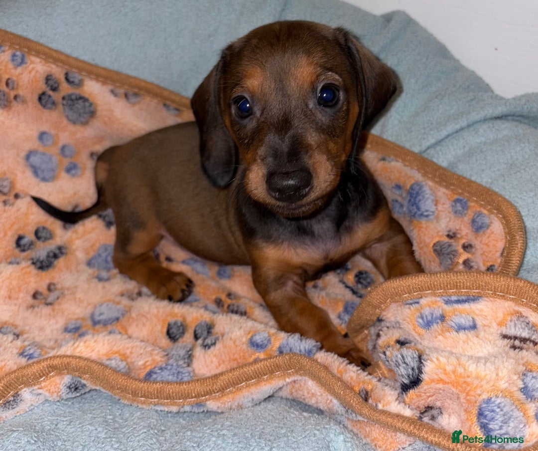 Miniature Dachshund dogs for sale: 4 Dachshund Puppies - Image 3