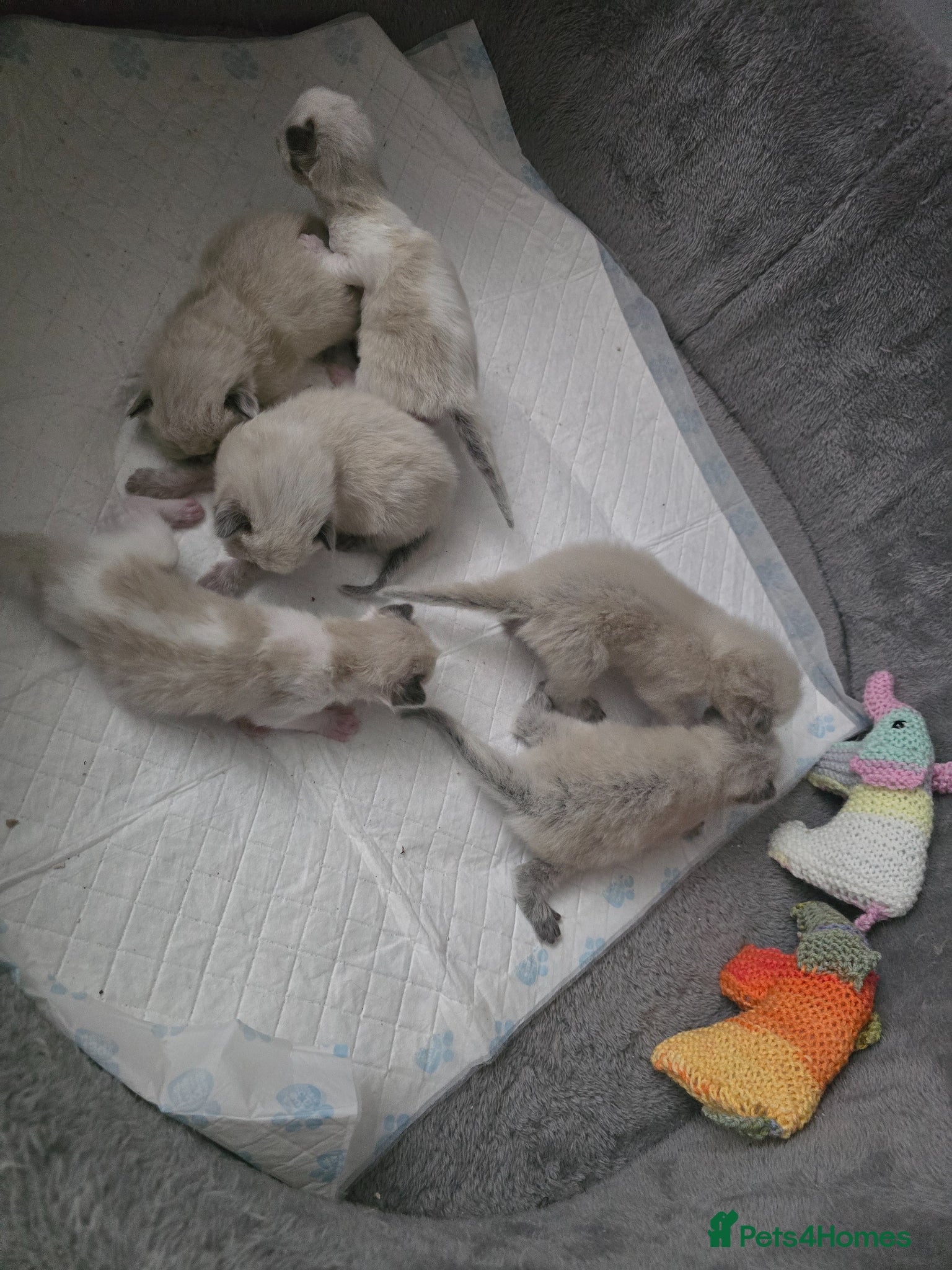 Ragdoll cats for sale: Sky kittens 😸 ♥️  - Advert 11