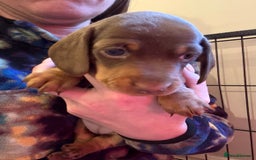Miniature Dachshund dogs for sale: Beautiful best of breed litter - Advert 9