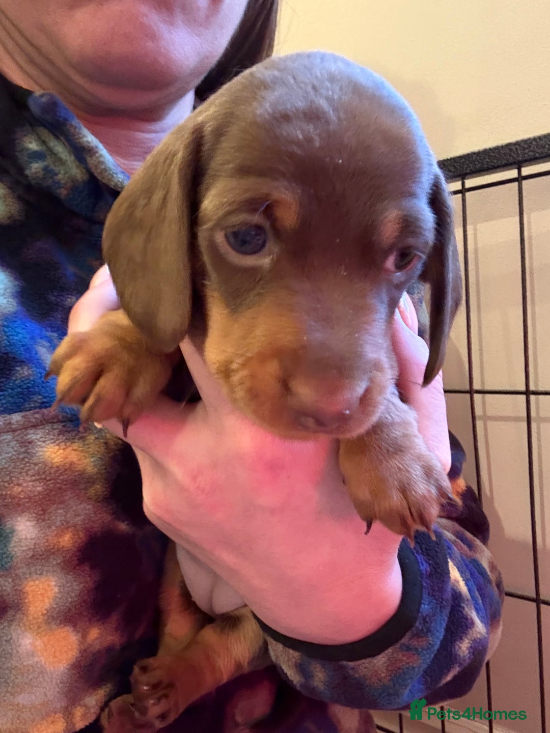 Miniature Dachshund dogs for sale: Beautiful best of breed litter - Advert 9