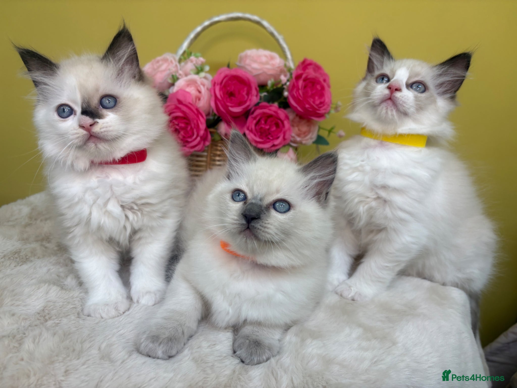 Ragdoll cats Stunning Ragdoll Kittens  - Advert 3