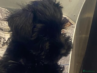 Miniature Schnauzer dogs - Advert 1