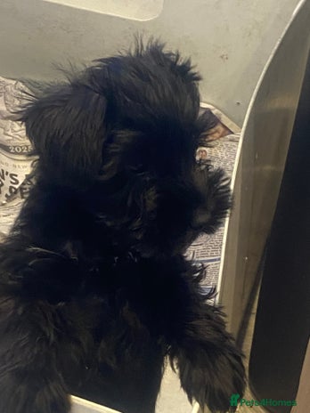 Miniature Schnauzer dogs - Advert 1