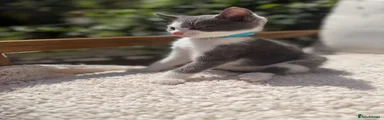 Turkish Angora 1