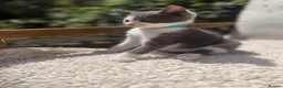 Turkish Angora cats for sale: 😻 Adorable Turkish Angora X Kittens - Advert 2