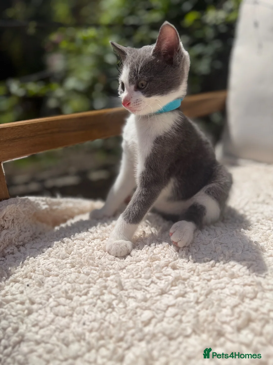 Turkish Angora cats for sale: 😻 Adorable Turkish Angora X Kittens - Advert 2