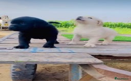 Labrador Retriever dogs for sale: Chunky KC reg Labrador pups - Image 4