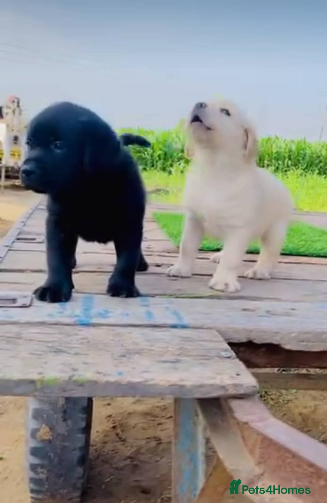Labrador Retriever dogs for sale: Chunky KC reg Labrador pups - Image 4