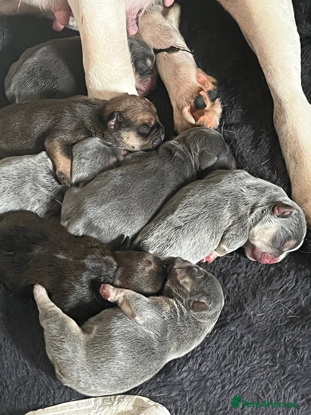 Mixed Breed dogs for sale: Puppies for sale  - Image 6