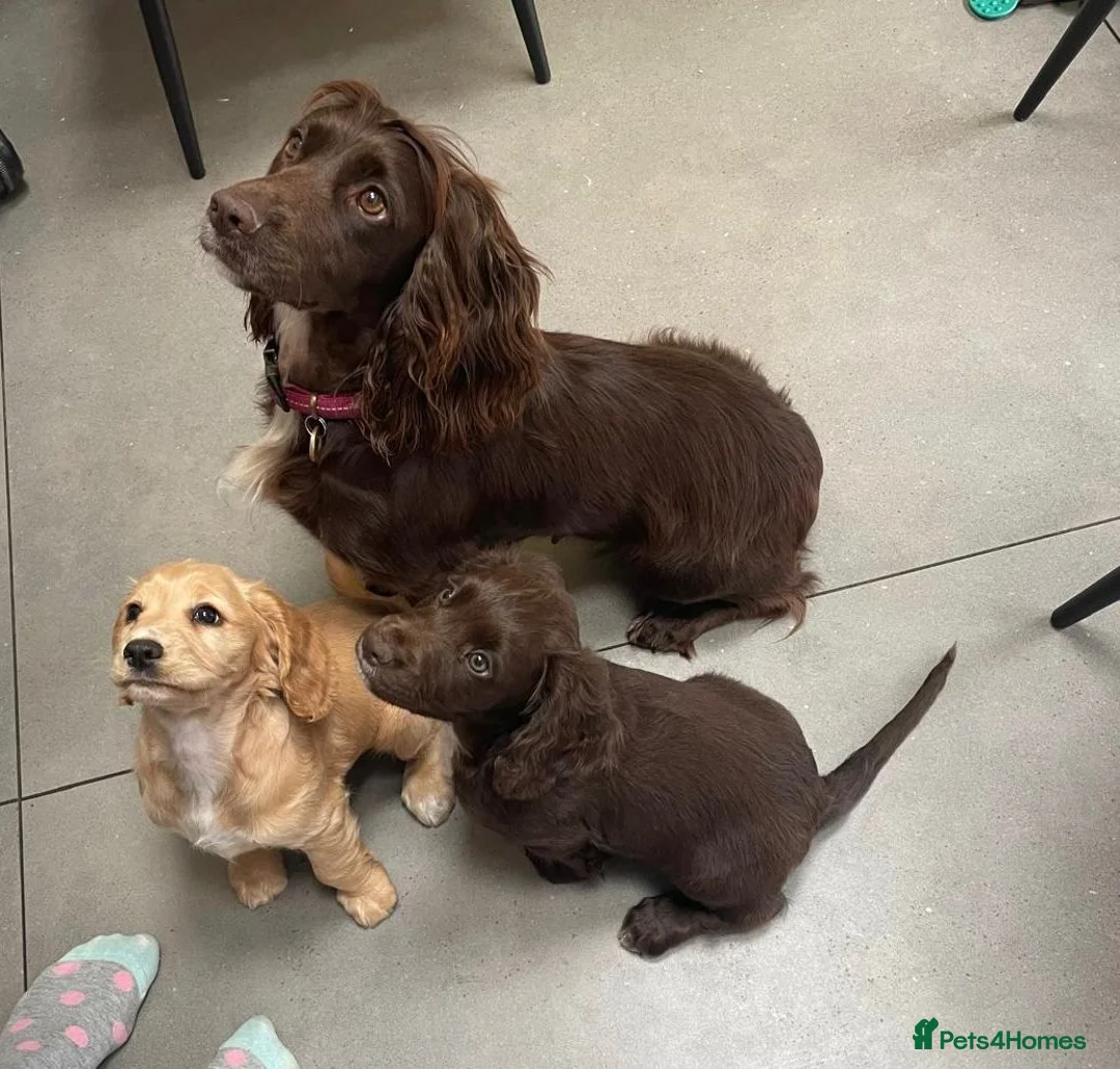 Cocker Spaniel dogs for stud: FTAW fully health tested working cocker stud in Leven - Advert 21