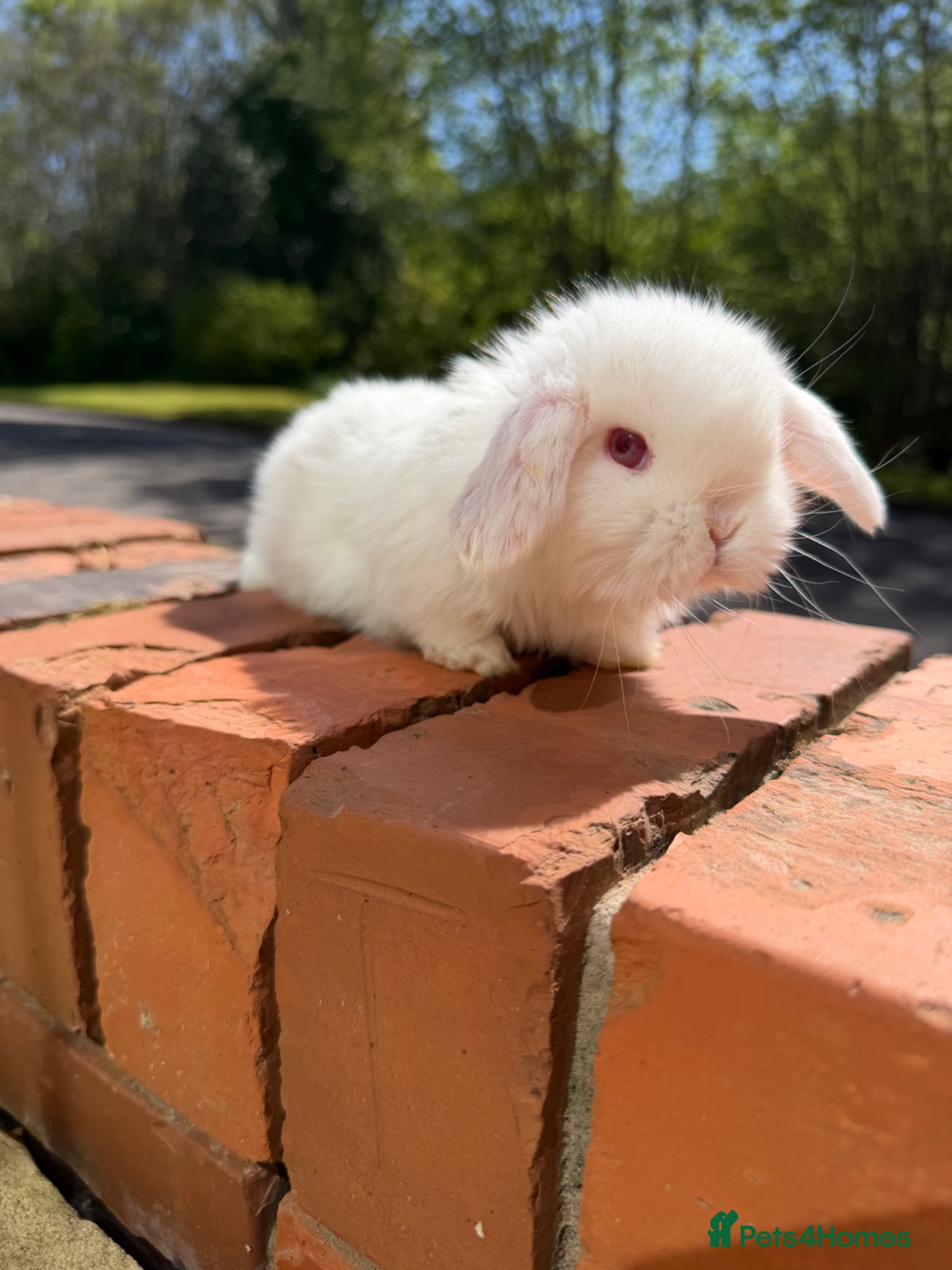 Mini Lop rabbits Beautiful mini lop babies  - Advert 11