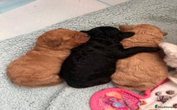 Toy Poodle dogs for sale: Toy Poodle  - Image 18