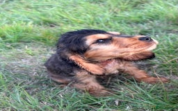 Cocker Spaniel dogs for sale: Last two ‼️ £1250 Kc reg show cocker puppies  - Image 13