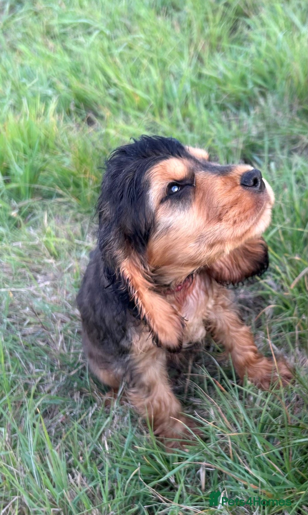 Cocker Spaniel dogs for sale: Last two ‼️ £1250 Kc reg show cocker puppies  - Image 13