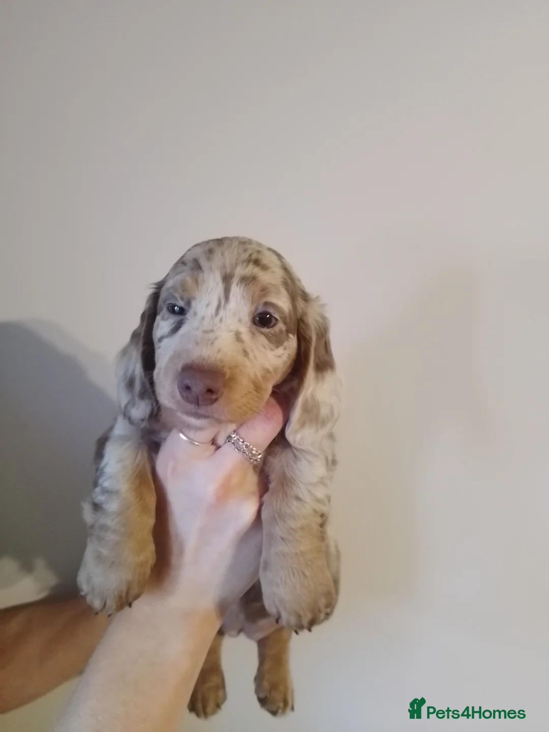 Miniature Dachshund dogs for sale: Miniature dachshund pups - Advert 2