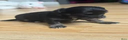 Chihuahua dogs for sale: 3 Long-Haired Mini Chihuahua Puppies – Deer Head in Holywood - Advert 13
