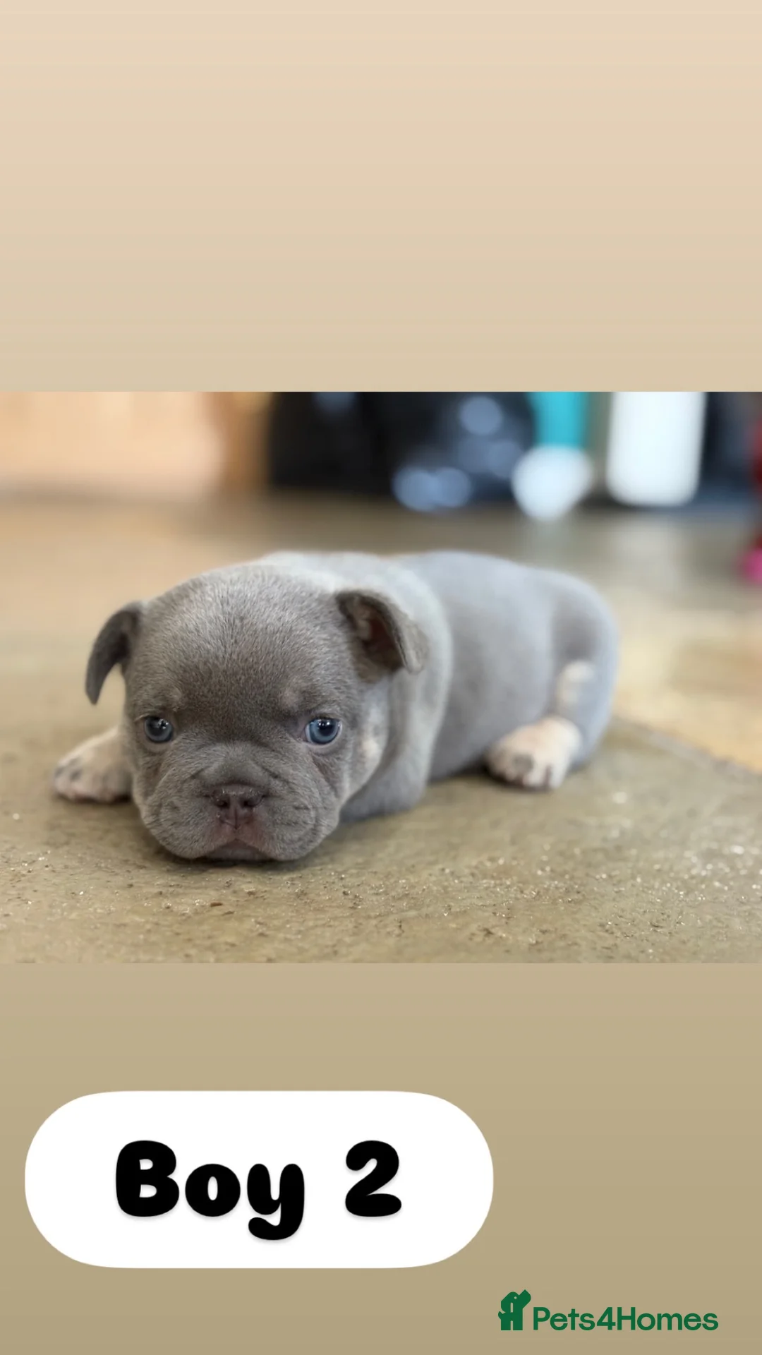 French Bulldog dogs for sale: 5* FRENCH BULLDOGS FOR SALE! - Advert 2