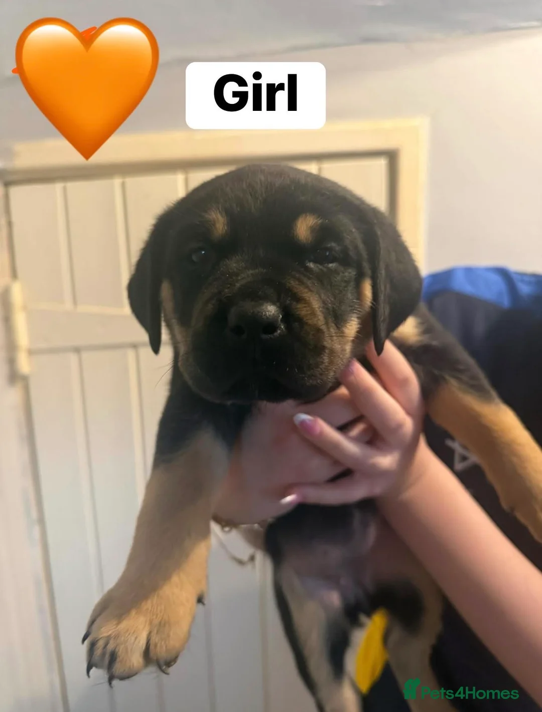 Rottweiler dogs for sale: Last 4 puppies  - Advert 1