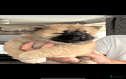 Chow Chow dogs for sale: 🤍  1 STUNNING GIRL LEFT 🐾 READY TO LEAVE 🐾 - Image 3