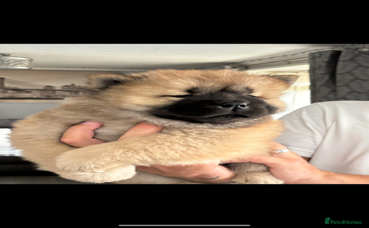 Chow Chow dogs - Advert 1