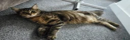 Mixed Breed cats for sale: Beautiful Mixed Breed  in Stoke-on-Trent - Advert 6