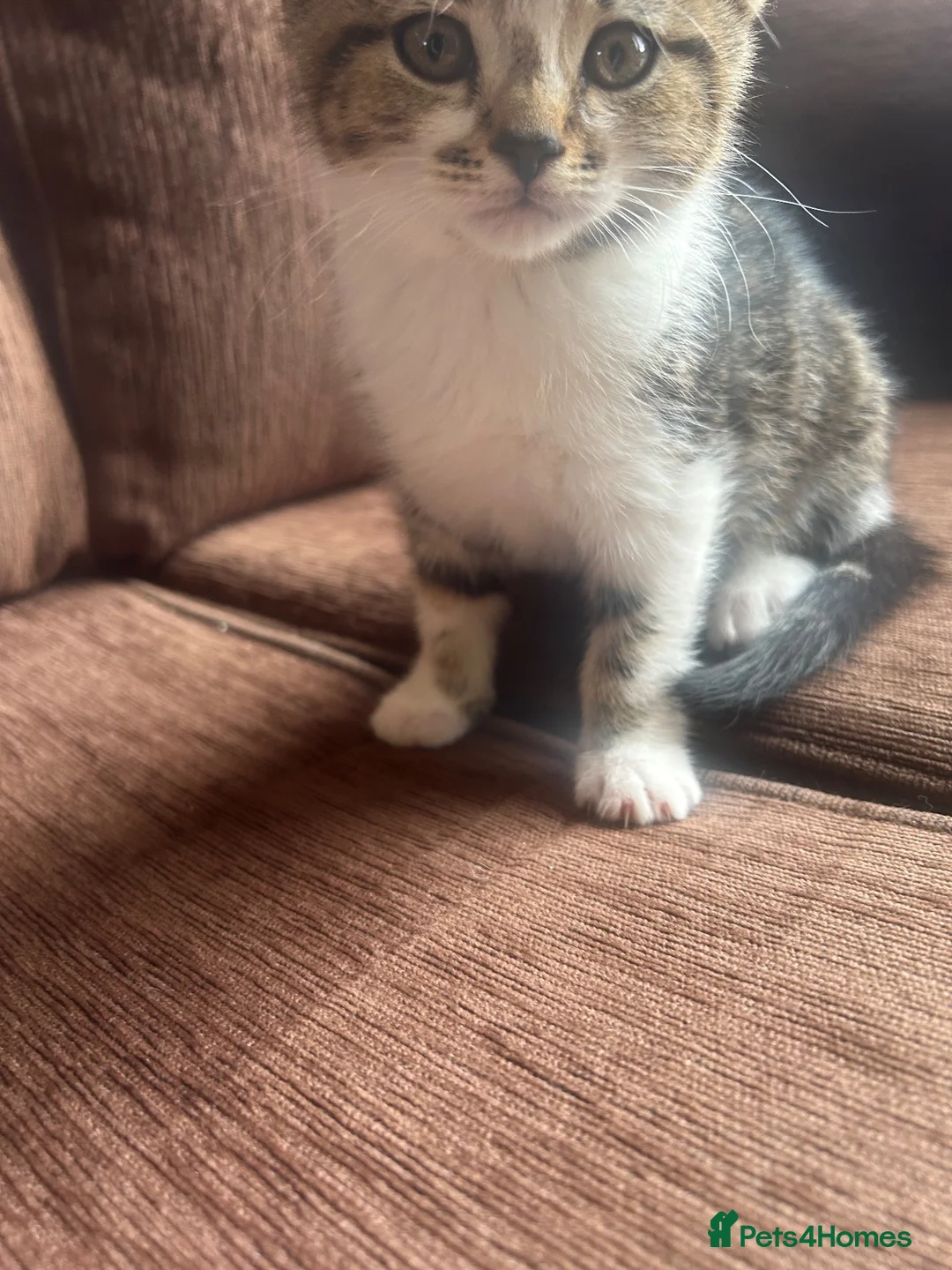 Mixed Breed cats for sale: 🐱💕 Lovely Mixed Kittens Looking for New Homes 💕 in Bradford - Advert 2