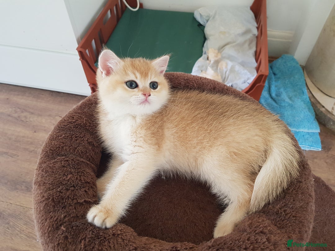 Scottish Fold cats for stud: GOLD CHINCHILLA SCOTTISH STRAIGHT PEDIGREE. STUD in London - Advert 31