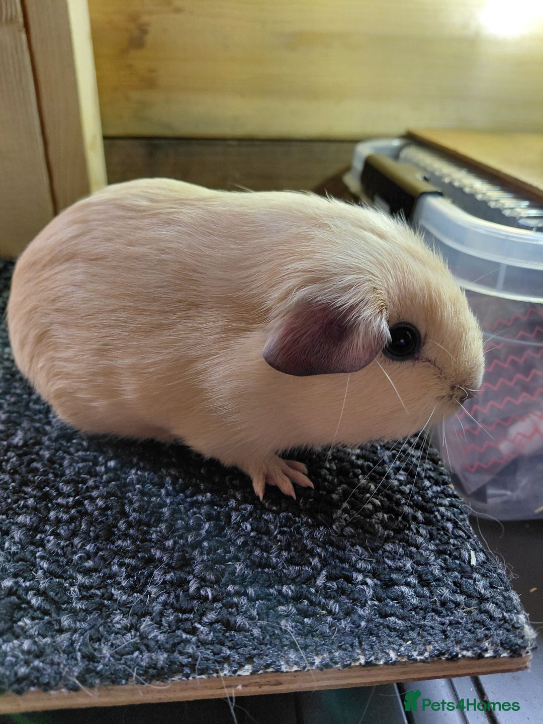 Guinea Pig rodents for sale: Assorted Pure breed guinea pigs - Advert 5