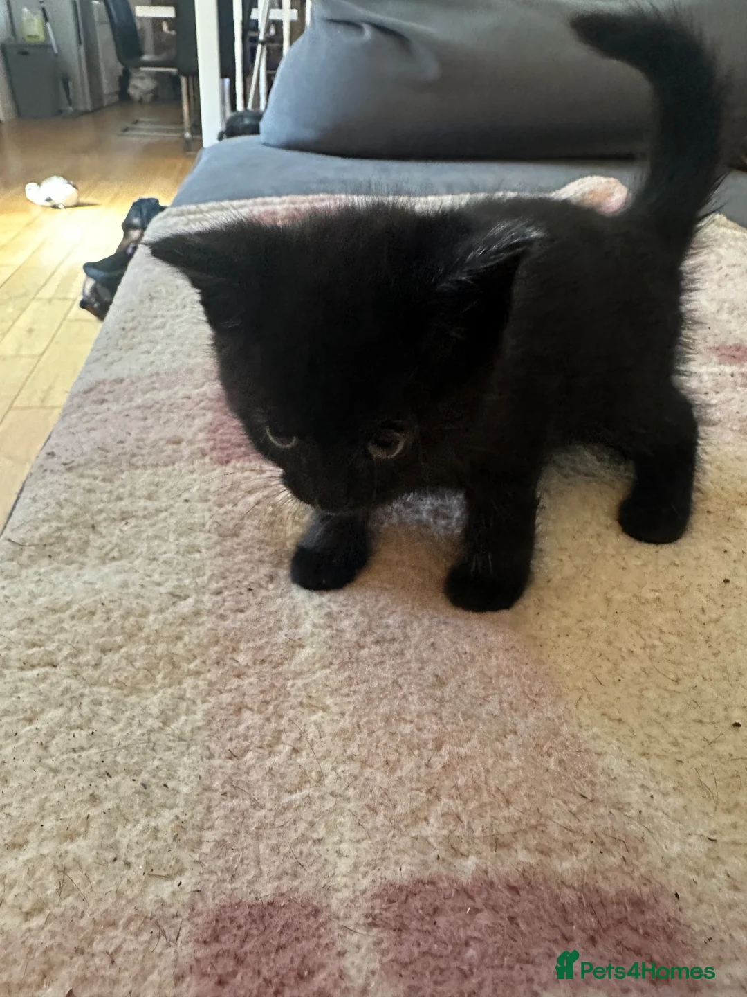 British Shorthair cats for sale: British shorthair x  - Advert 12