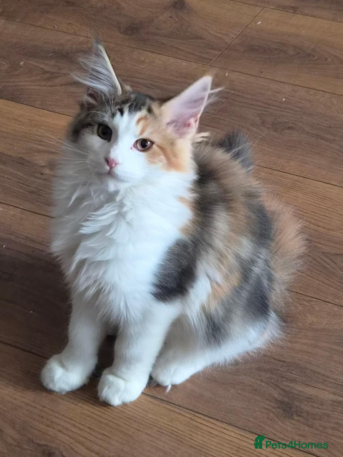 Maine Coon cats for sale: Beautiful Mainecoons  - Advert 1