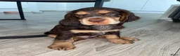 Cocker Spaniel dogs for sale: Beautiful english cocker spaniels leave 24th July  - Advert 28