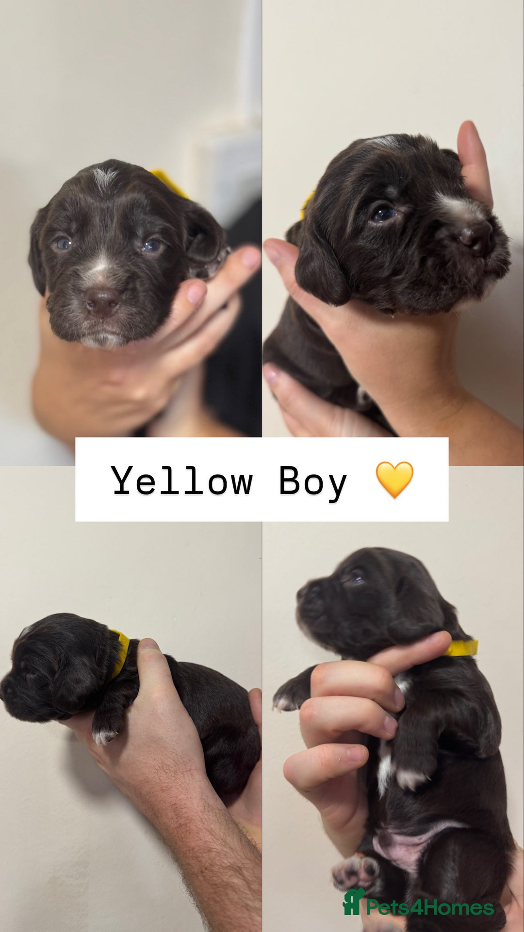 Sprocker dogs for sale: Gorgeous Sprocker Puppies Looking for 5* Homes - Advert 5