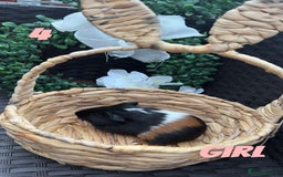 Guinea Pig rodents for sale: 4 baby guinea pigs looking for their forever home - Image 1