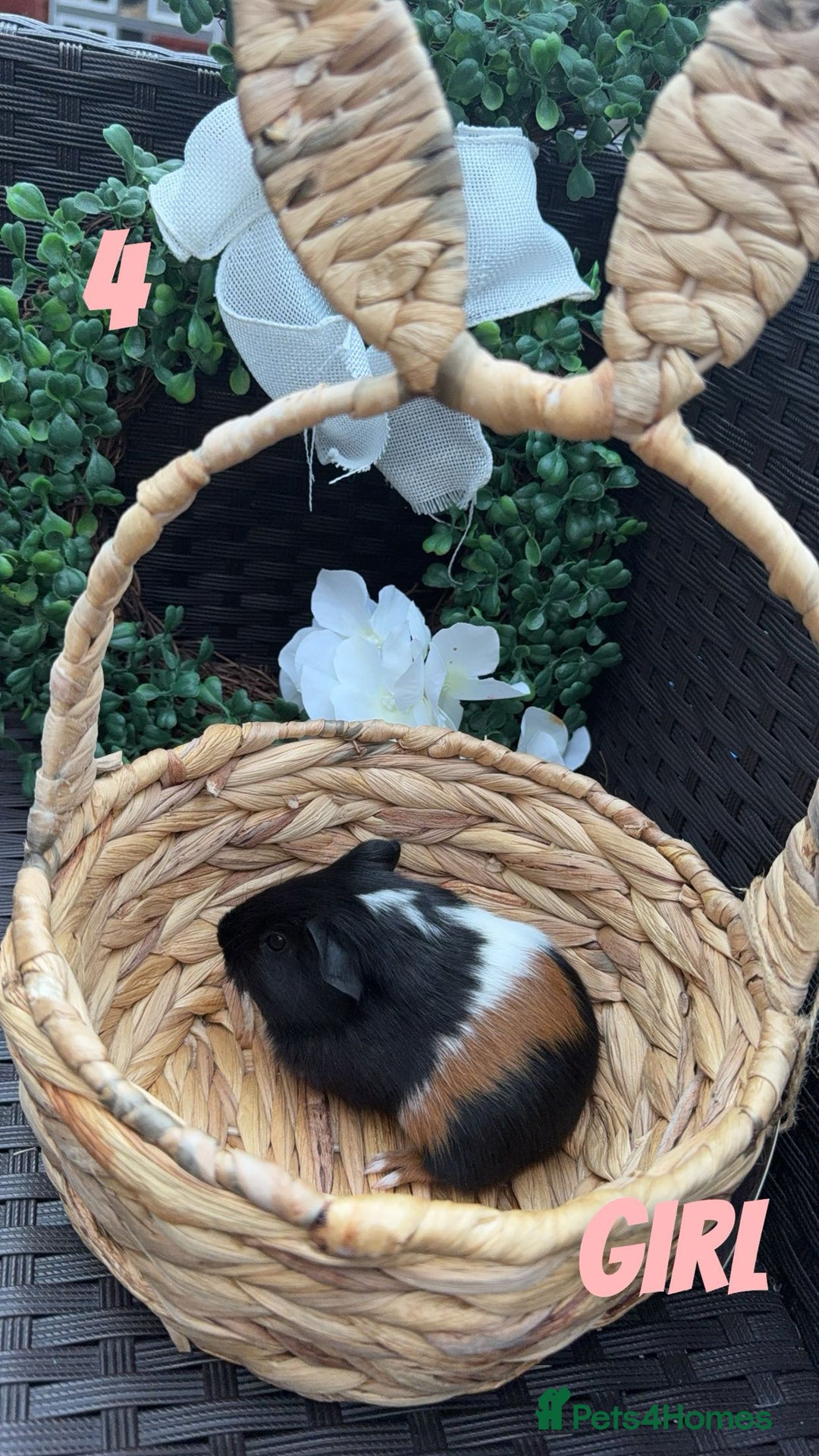 Guinea Pig rodents for sale: 4 baby guinea pigs looking for their forever home - Image 1