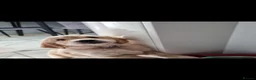 Golden Retriever dogs for stud: Golden retriever stud proven  - Advert 31
