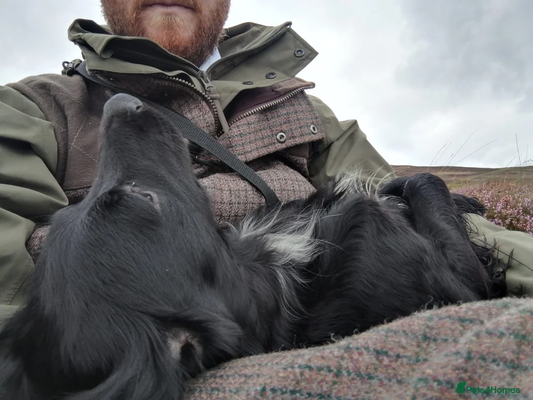 Cocker Spaniel dogs for stud: Working Cocker Spaniel For Stud - Health Tested in Kirriemuir - Advert 8