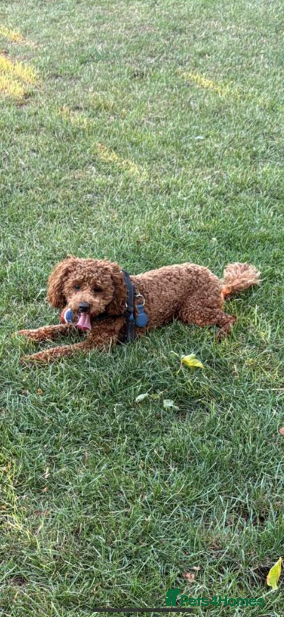 Cavapoo dogs for stud: Otis the red Cavapoo - Advert 2
