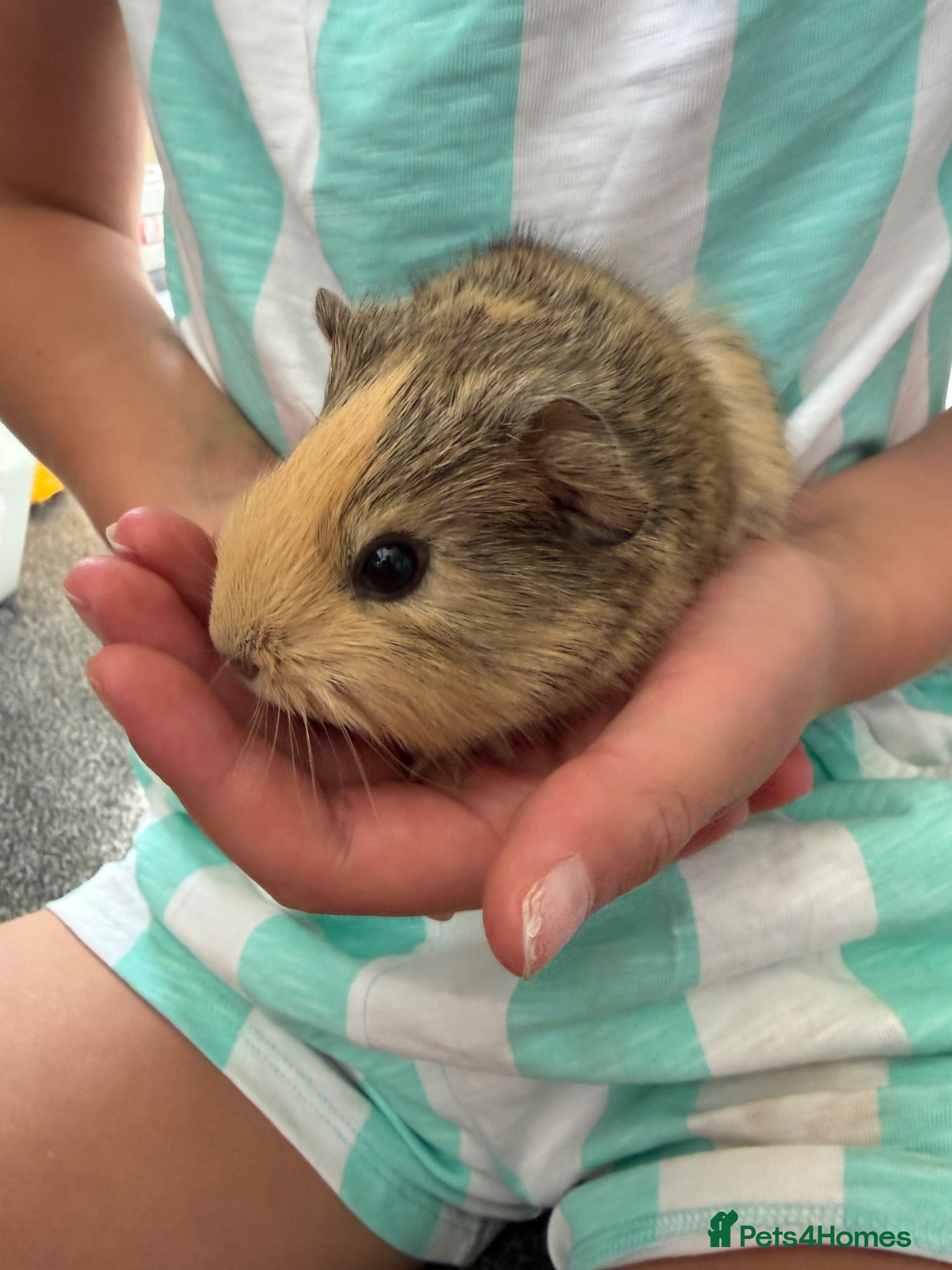 Guinea Pig rodents Guinea Pig babies  - Advert 2