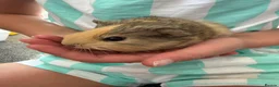 Guinea Pig rodents for sale: Guinea Pig babies  - Advert 2