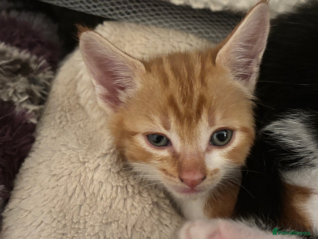 Domestic Shorthair cats for sale: Beautiful friendly Kittens  - Image 10