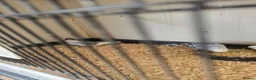 Budgerigars birds for sale: 2026 budgies - Advert 4