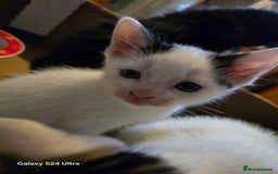 European cats for sale: M9 4ED in Manchester - Image 10