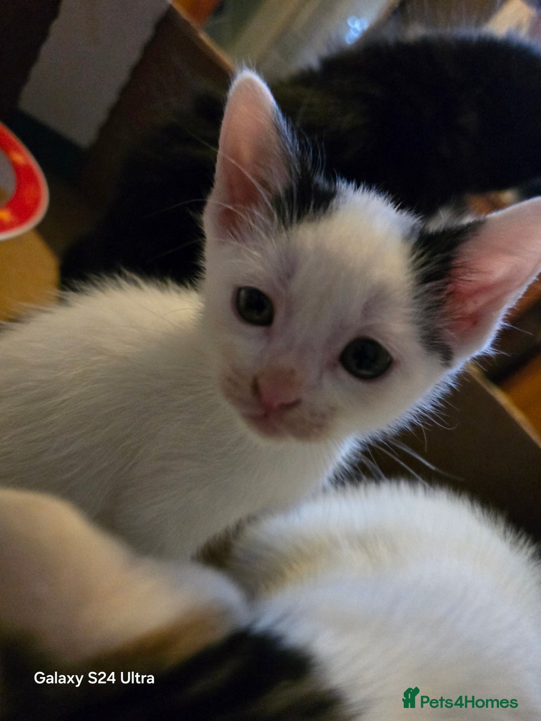 European cats for sale: M9 4ED in Manchester - Image 10